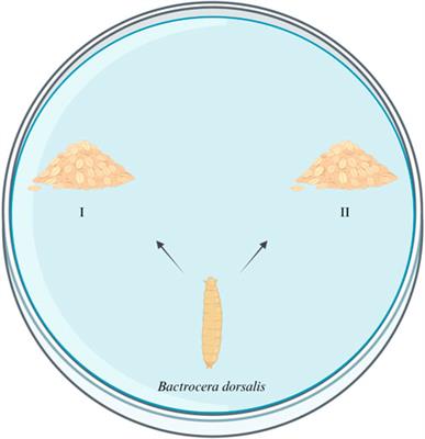 Attractant potential of Enterobacter cloacae and its metabolites to Bactrocera dorsalis (Hendel)